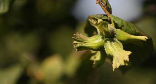 Giresun Şehri Ekonomisi